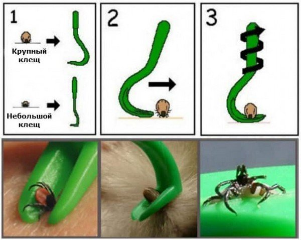 ТОП 6 методів як витягнути кліща 6 Як витягнути кліща