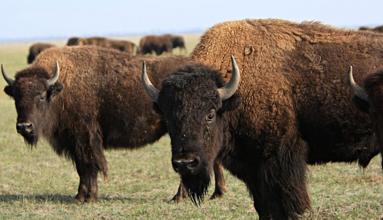 Асканія-Нова Асканія-Нова
