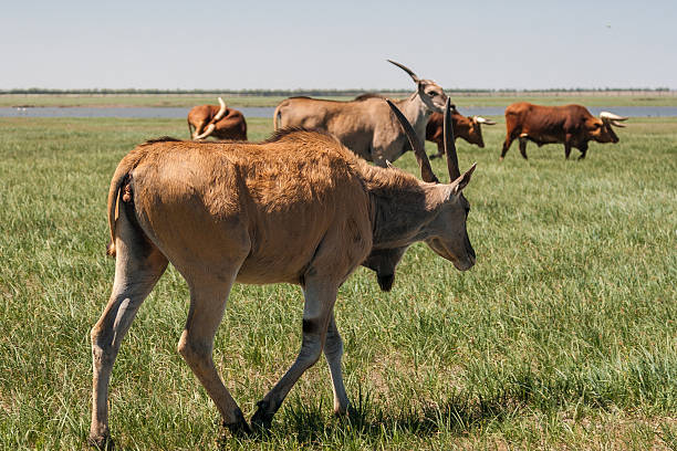 АСКАНІЯ-НОВА - заповідник, тварини, фото, ціна 5 Асканія-Нова
