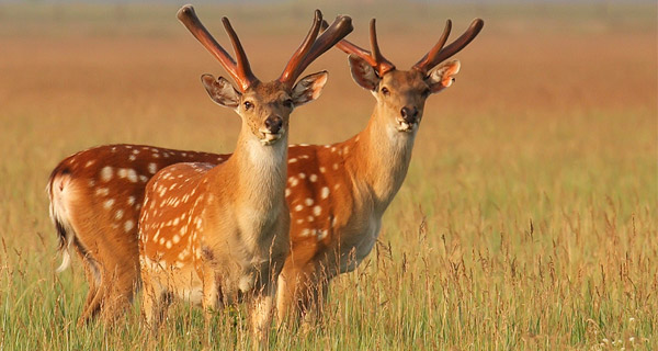 АСКАНІЯ-НОВА - заповідник, тварини, фото, ціна 4 Асканія-Нова