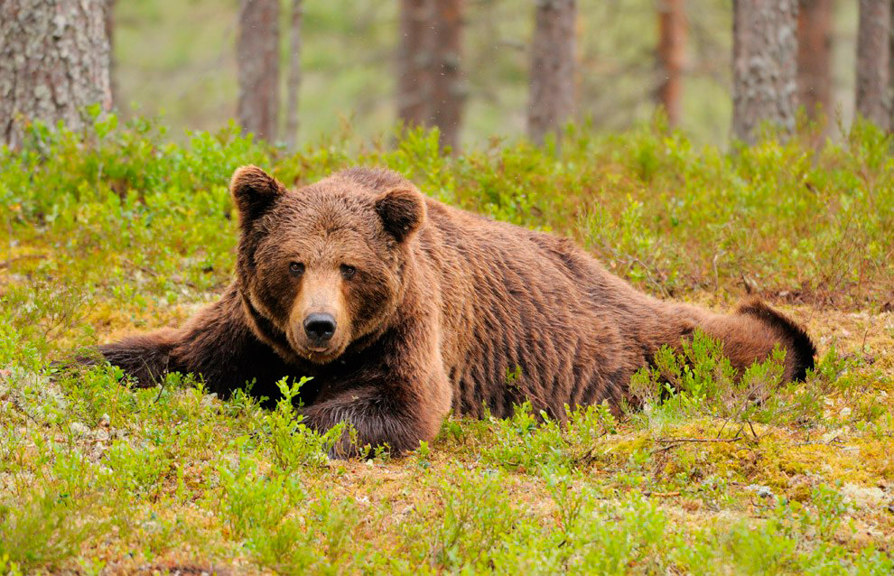 Українські Карпати — відпочинок на будь який смак і гаманець 10 Центр реабілітації бурих ведмедів