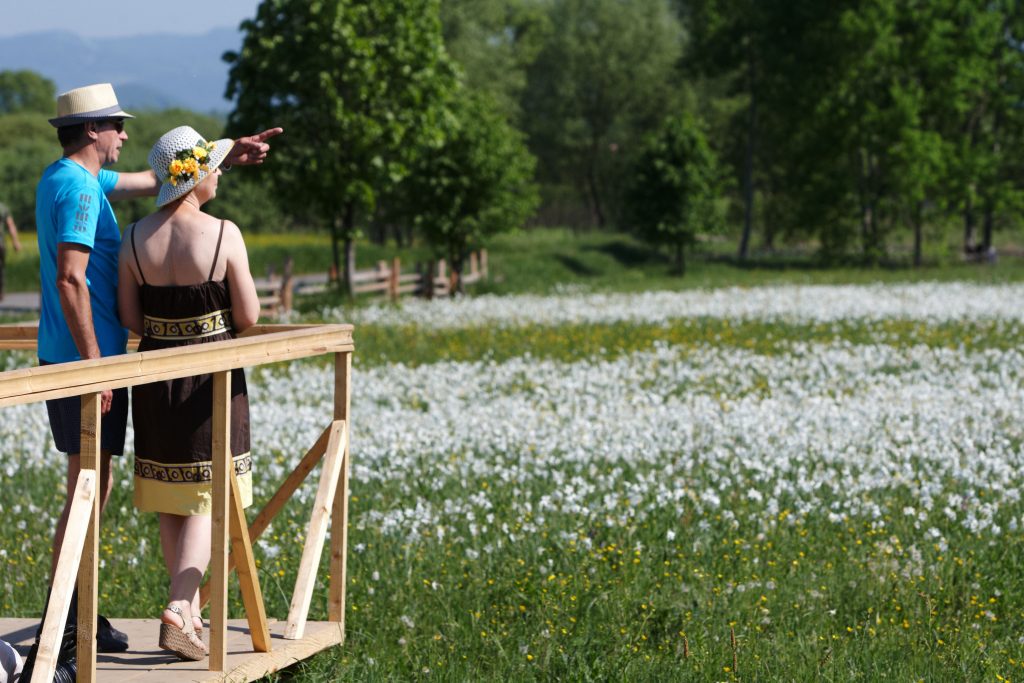 Долина Нарцисів в Карпатах — найбільше скупчення рідкісних квітів у світі 3 долина нарцисів як доїхати