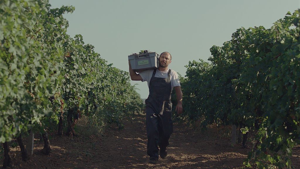 Вино в Коблево